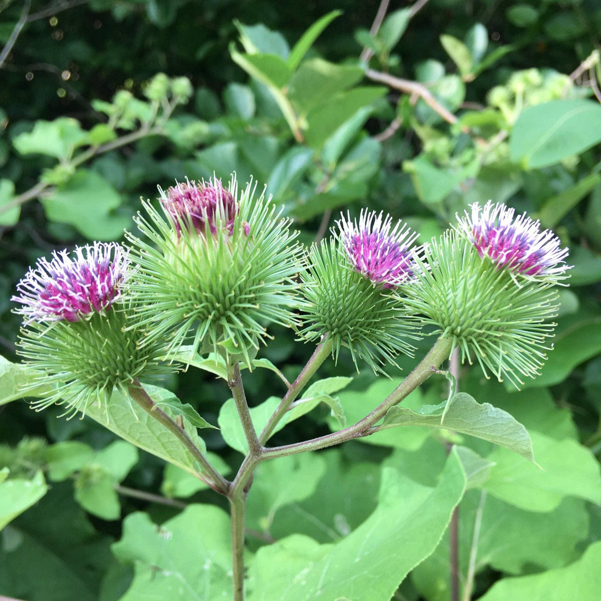 Close-up of four burdock flower heads with spiky green bracts and purple tops, featured on the Burdock Tarot Garden Seed Packet by Sow the Magic—celebrating this detoxifying vegetable and famed medicinal herb.