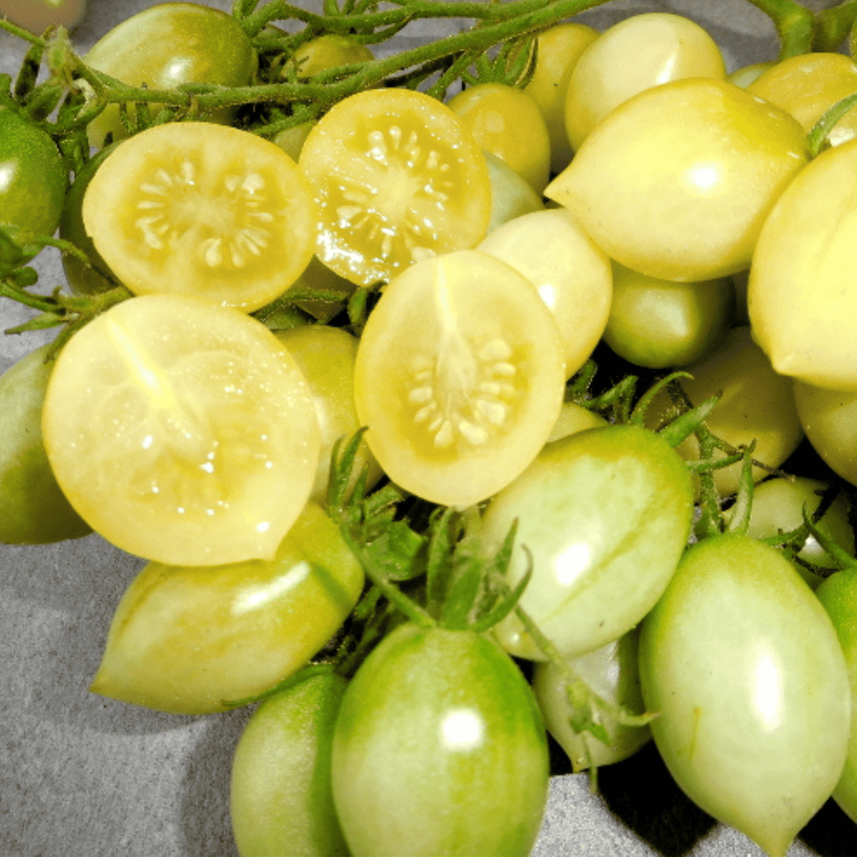 Clusters of green and yellow Crazy Cherry tomatoes from Sow the Magic’s Tarot Garden Seed Packet, some sliced open to reveal juicy, seed-filled interiors, rest on a grey surface.