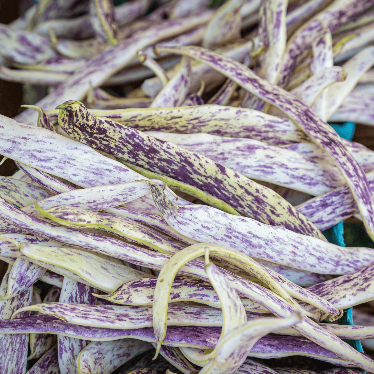 A pile of fresh, uncooked Dragon Tongue Bush Beans from Sow the Magic, featuring long cream pods streaked with purple—an heirloom Tarot Garden Seed Packet variety prized by gardeners for its unique appearance and flavor.