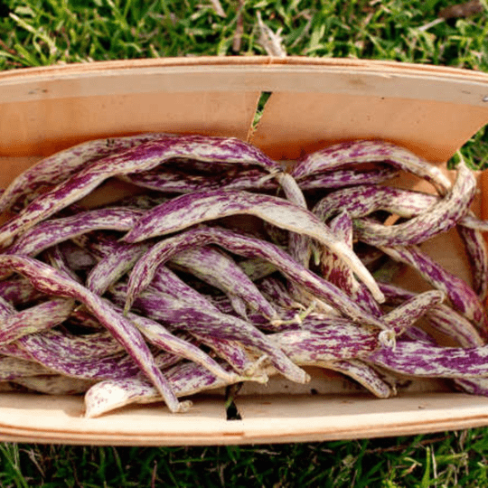 A Sow the Magic Dragon Tongue Bush Bean Tarot Garden Seed Packet features elongated, purple and white speckled heirloom beans with a striking mottled pattern, perfect for adding unique beauty to your garden.