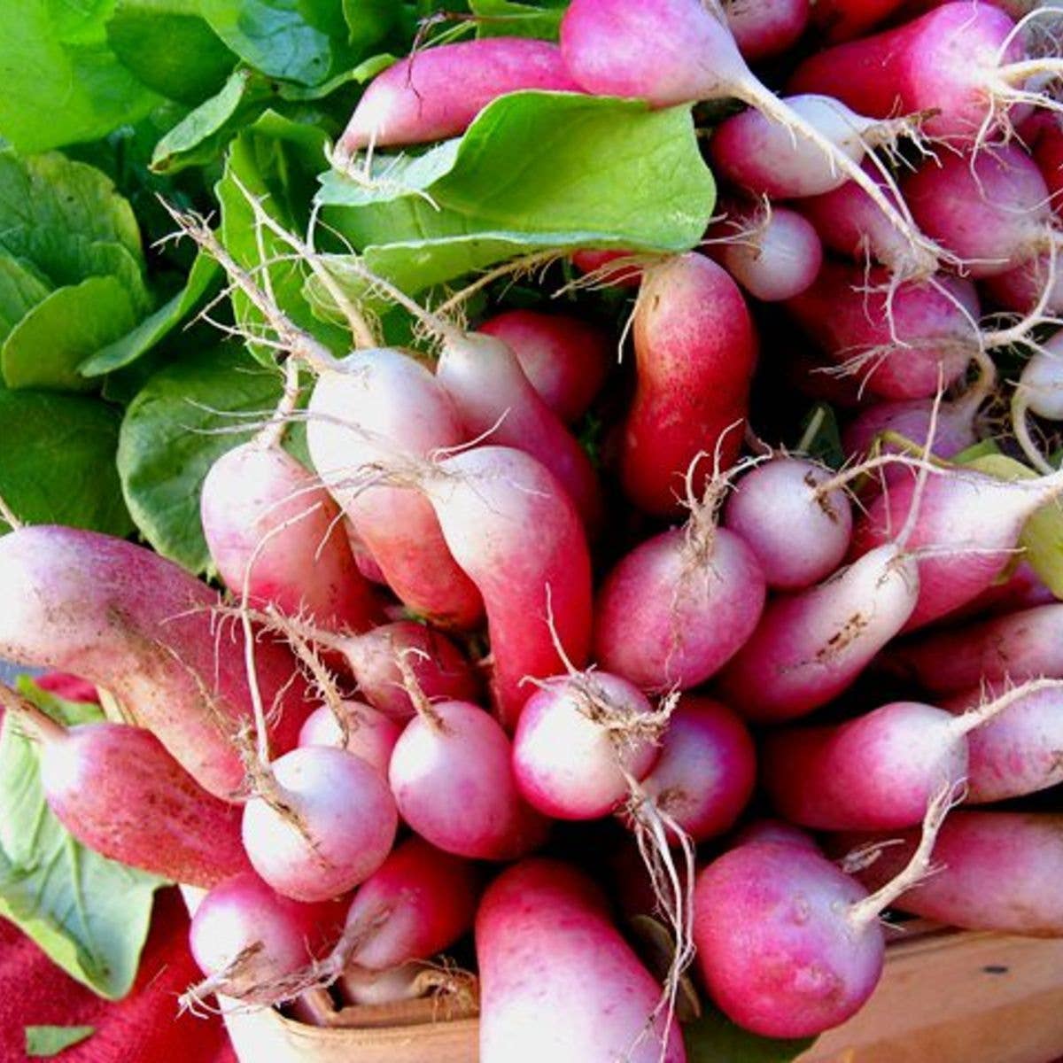 Sow the Magic’s French Breakfast Radish Tarot Garden Seed Packet lets you grow radishes with pink and white roots and leafy green tops.