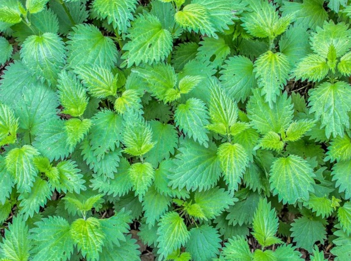 A cluster of green Stinging Nettle (Urtica Dioica) with serrated leaves densely covers the ground. Grow your own with the Stinging Nettle Tarot Garden Seed Packet from Sow the Magic.