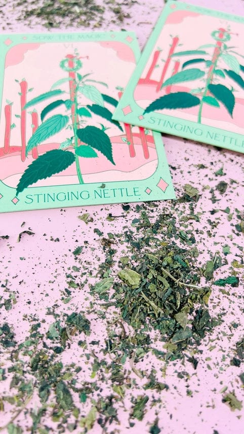 Two illustrated Stinging Nettle Tarot Garden Seed Packets by Sow the Magic, featuring green and pink Urtica Dioica art, rest on a pink surface surrounded by scattered dried nettle leaves.