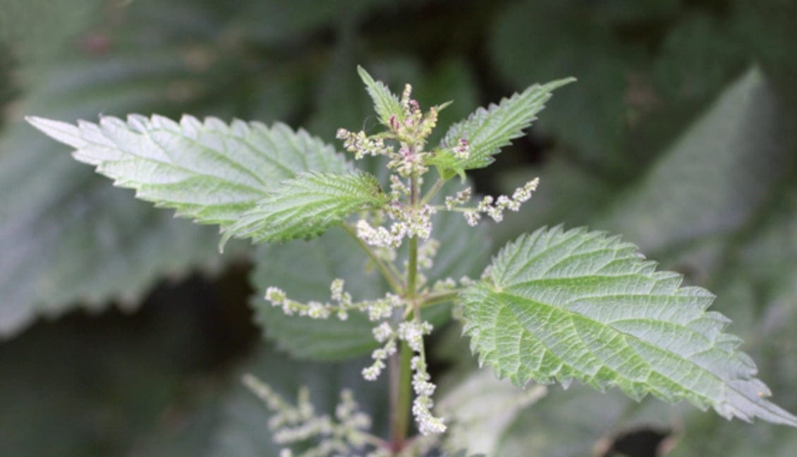 Close-up of Stinging Nettle, featured in the Sow the Magic Stinging Nettle Tarot Garden Seed Packet—a medicinal herb with serrated green leaves and pale flower clusters, set against a blurred foliage background.