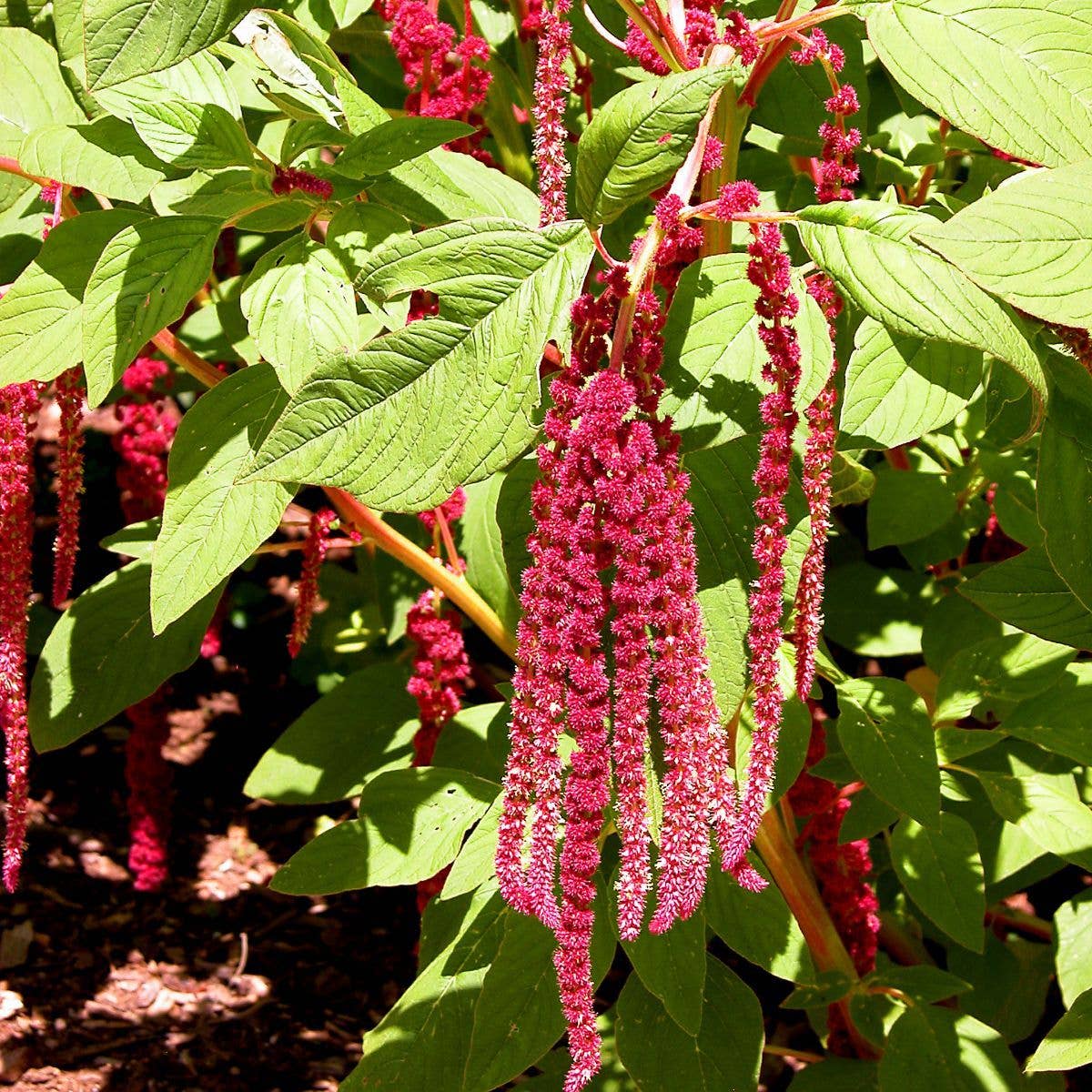 Sow the Magic Love Lies Bleeding Tarot Garden + Gift Seed Packet