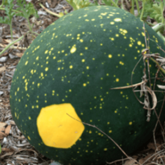 Sow the Magic Moon and Stars Watermelon Tarot Garden + Gift Seed Packet