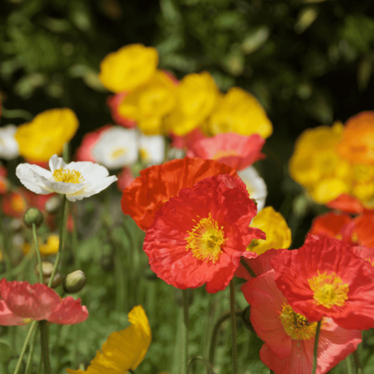 A close-up of vibrant poppy flowers in shades of red, yellow, white, and orange grown from The Poppy Star Tarot Garden Seed Packet by Sow the Magic, blooming with lush green foliage in sunlight.