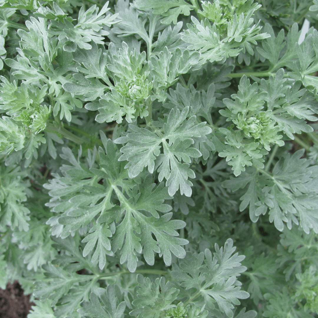 Close-up of lush, silvery-green Wormwood Mugwort (Artemisia Vulgaris) leaves with deeply lobed, fern-like foliage. Sow the Magic’s Tarot Garden Seed Packet offers non-GMO seeds for slightly fuzzy, intricate leaves.