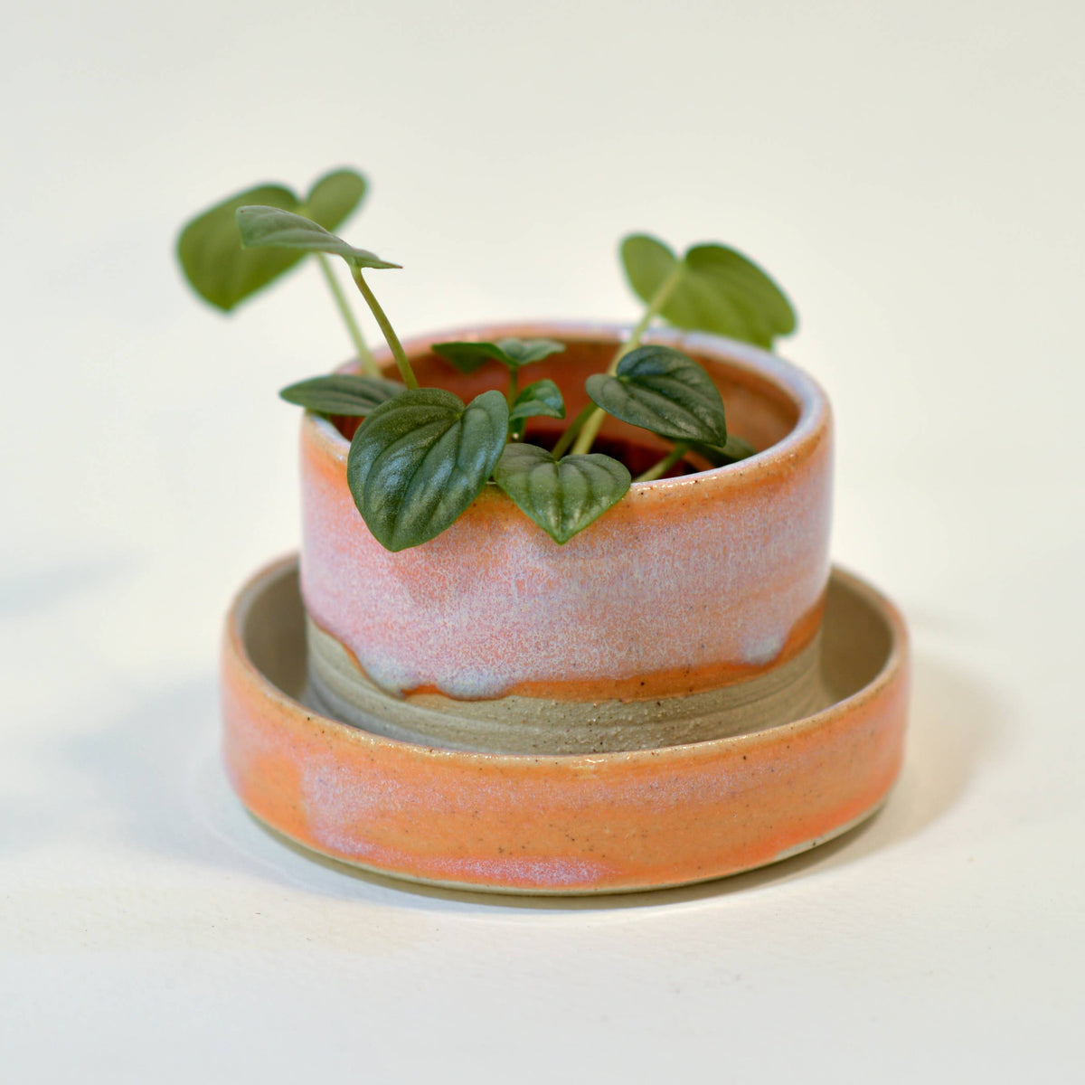 A small green houseplant with heart-shaped leaves in a Swan City Ceramics 2.5 Small Ceramic Sunrise Planter, featuring pink and beige tones with a matching saucer, set against a plain white background.
