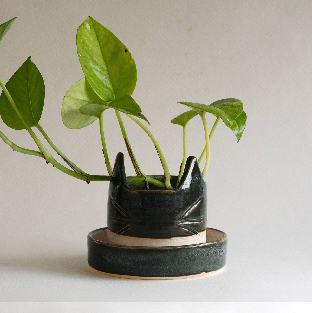 A small leafy plant sits in a Swan City Ceramics 2.5 Small Ceramic Black Cat Planter, shaped like a cat’s face with ears and whiskers, on a matching saucer against a plain light background.